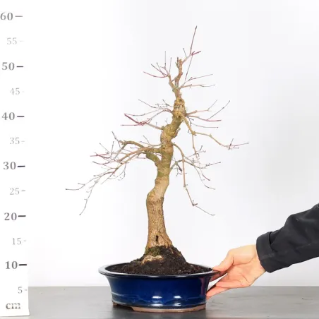 image supplémentaire - JAPANESE RED MAPLE "ACER...