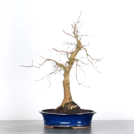 ÉRABLE ROUGE DU JAPON "ACER DESHOJO" 3-11