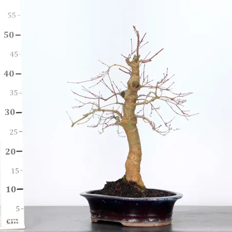 image supplémentaire - JAPANESE RED MAPLE "ACER...