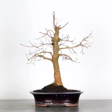 ÉRABLE ROUGE DU JAPON "ACER DESHOJO" 3-12