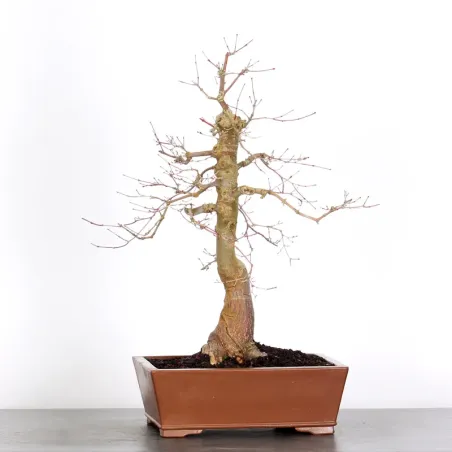 JAPANESE RED MAPLE "ACER DESHOJO" 3-13