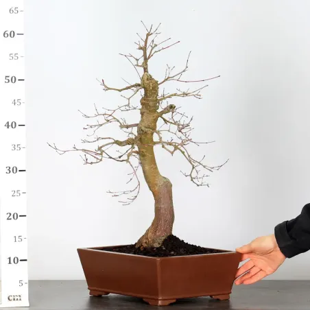 image supplémentaire - ÉRABLE ROUGE DU JAPON "ACER...