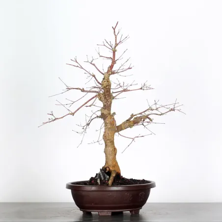 ÉRABLE ROUGE DU JAPON "ACER DESHOJO" 3-14