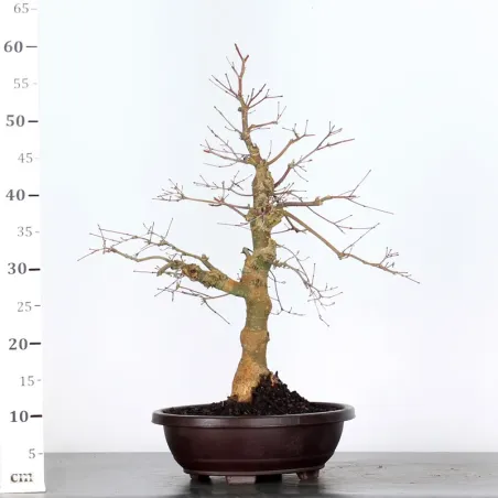 image supplémentaire - JAPANESE RED MAPLE "ACER...