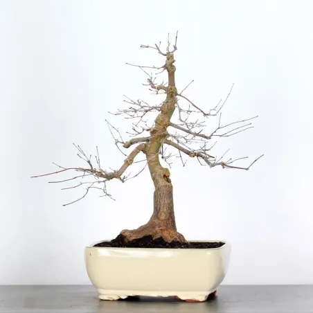 ÉRABLE ROUGE DU JAPON "ACER DESHOJO" 3-15