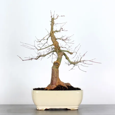 image supplémentaire - JAPANESE RED MAPLE "ACER...