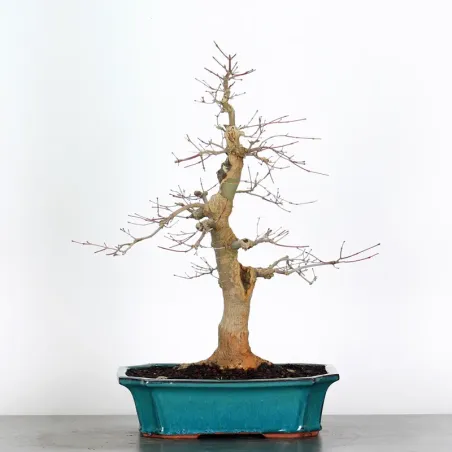 ÉRABLE ROUGE DU JAPON "ACER DESHOJO" 3-16