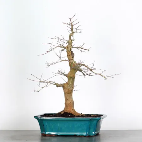 image supplémentaire - JAPANESE RED MAPLE "ACER...