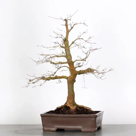 ÉRABLE ROUGE DU JAPON "ACER DESHOJO" 3-18