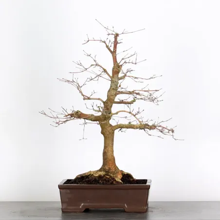 image supplémentaire - JAPANESE RED MAPLE "ACER...