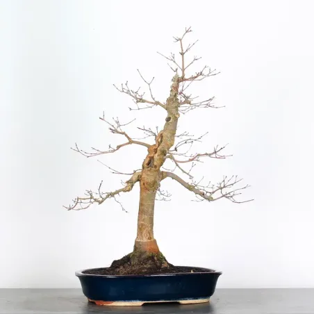 image supplémentaire - JAPANESE RED MAPLE "ACER...