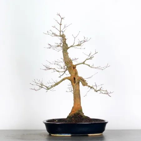 ÉRABLE ROUGE DU JAPON "ACER DESHOJO" 3-19