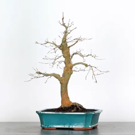 ÉRABLE ROUGE DU JAPON "ACER DESHOJO" 3-20