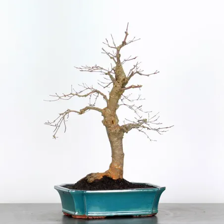 image supplémentaire - JAPANESE RED MAPLE "ACER...