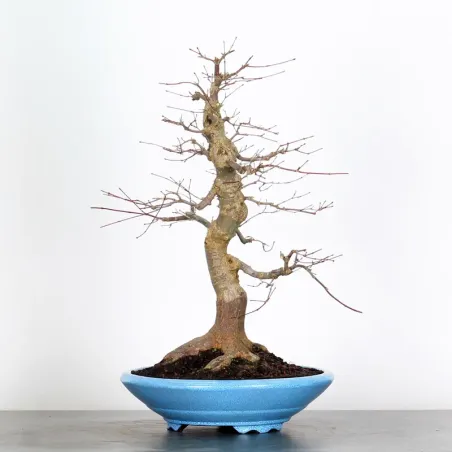 image supplémentaire - JAPANESE RED MAPLE "ACER...