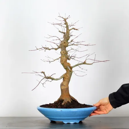 JAPANESE RED MAPLE "ACER DESHOJO" 4-1