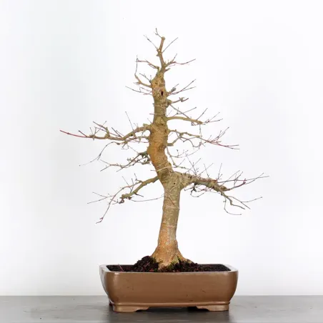 Bonsai Erable Palmatum Deshojo AD-4-2