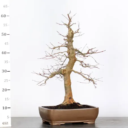 image supplémentaire - JAPANESE RED MAPLE "ACER...