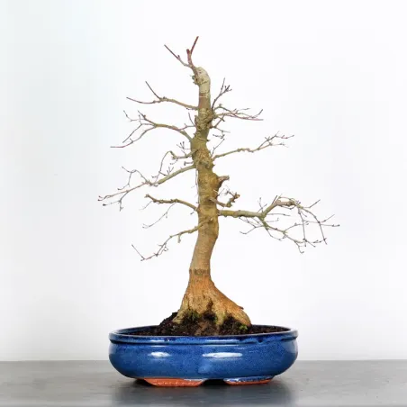 JAPANESE RED MAPLE "ACER DESHOJO" 4-4