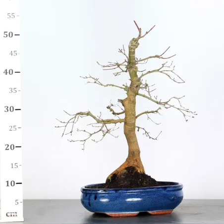 image supplémentaire - ÉRABLE ROUGE DU JAPON "ACER...