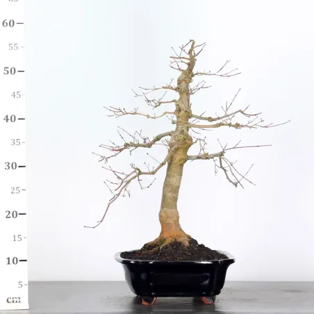 image supplémentaire - ÉRABLE ROUGE DU JAPON "ACER...