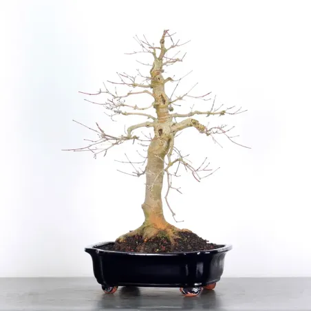 ÉRABLE ROUGE DU JAPON "ACER DESHOJO" 4-5