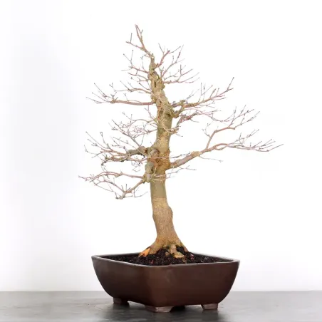 image supplémentaire - JAPANESE RED MAPLE "ACER...