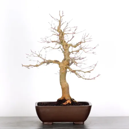 JAPANESE RED MAPLE "ACER DESHOJO" 4-6