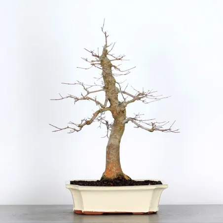 JAPANESE RED MAPLE "ACER DESHOJO" 4-7