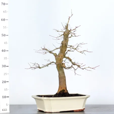 image supplémentaire - JAPANESE RED MAPLE "ACER...