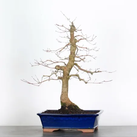 JAPANESE RED MAPLE "ACER DESHOJO" 4-9