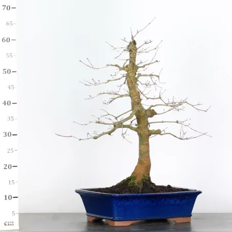 image supplémentaire - ÉRABLE ROUGE DU JAPON "ACER...