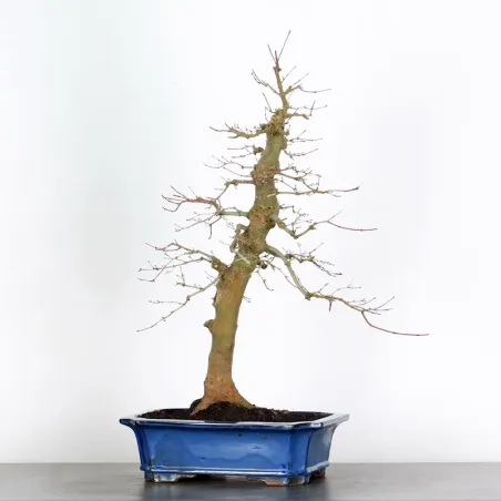 ÉRABLE ROUGE DU JAPON "ACER DESHOJO" 4-10