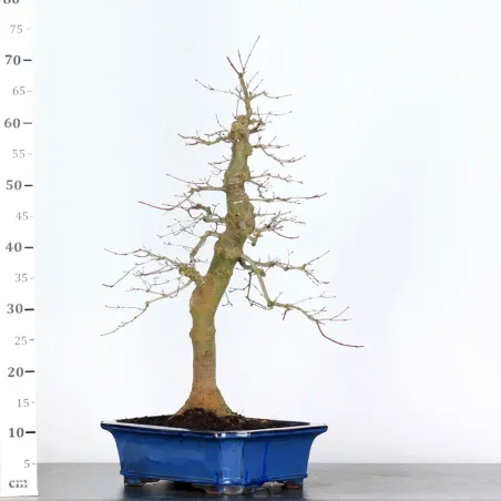 image supplémentaire - JAPANESE RED MAPLE "ACER...