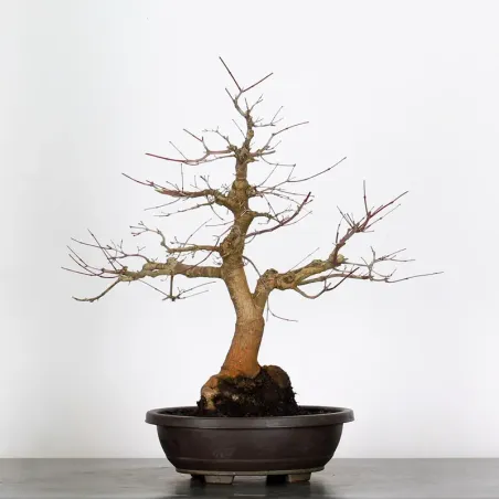 ÉRABLE ROUGE DU JAPON "ACER DESHOJO" 4-11