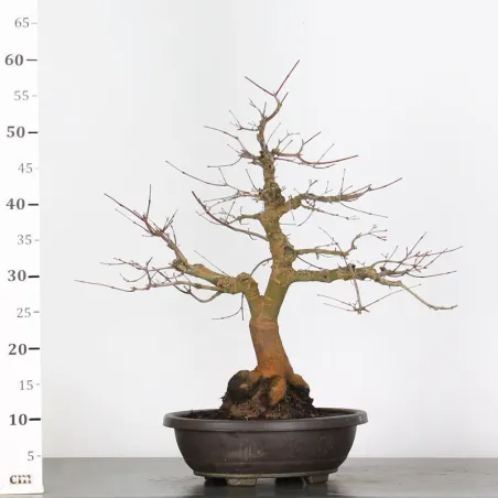 image supplémentaire - ÉRABLE ROUGE DU JAPON "ACER...