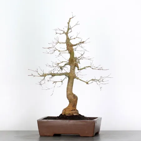 ÉRABLE ROUGE DU JAPON "ACER DESHOJO" 4-12