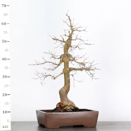 image supplémentaire - JAPANESE RED MAPLE "ACER...