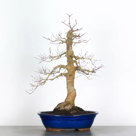 ÉRABLE ROUGE DU JAPON "ACER DESHOJO" 4-13