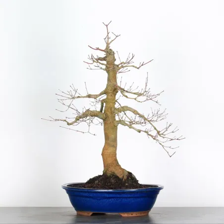 image supplémentaire - JAPANESE RED MAPLE "ACER...