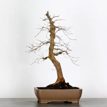 ÉRABLE ROUGE DU JAPON "ACER DESHOJO" 4-14