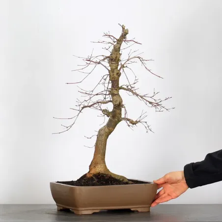 image supplémentaire - JAPANESE RED MAPLE "ACER...