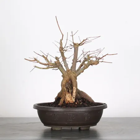 Bonsai Acer Palmatum AP-3-6