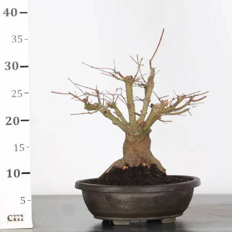 image supplémentaire - ERABLE DU JAPON "ACER...