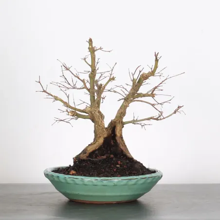 ERABLE DU JAPON "ACER PALMATUM" 3-14