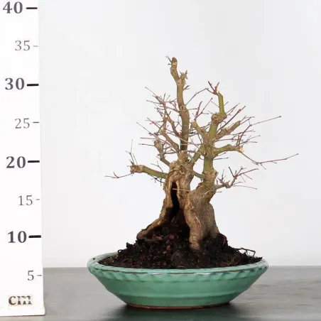 image supplémentaire - JAPANESE MAPLE "ACER...