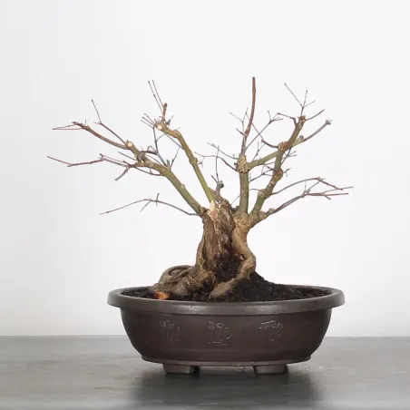 Bonsai Acer Palmatum AP-4-1