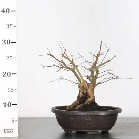 image supplémentaire - ERABLE DU JAPON "ACER...