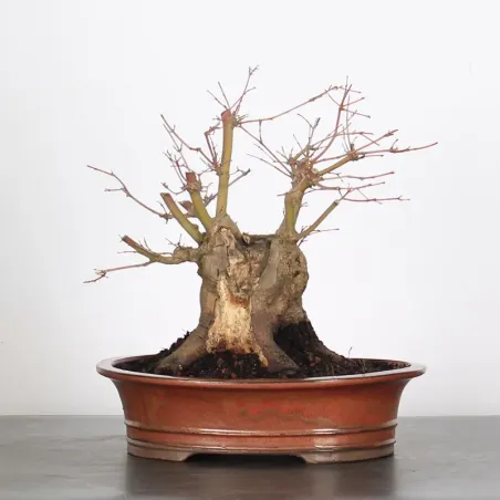 ERABLE DU JAPON "ACER PALMATUM" 5-8