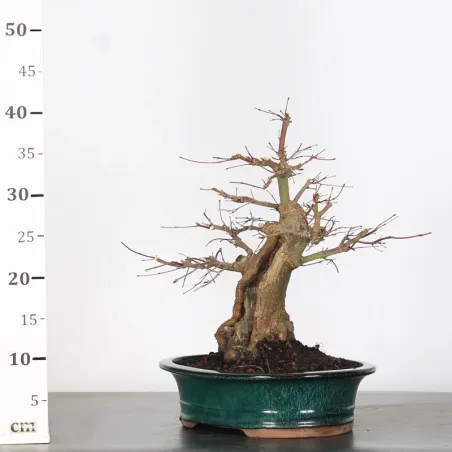 image supplémentaire - JAPANESE MAPLE "ACER...